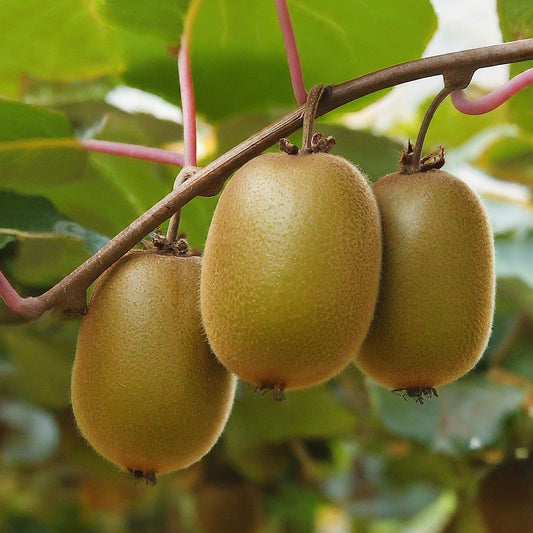 How To Grow A Golden Kiwi Tree From Seed. - Seeds In A Cup®