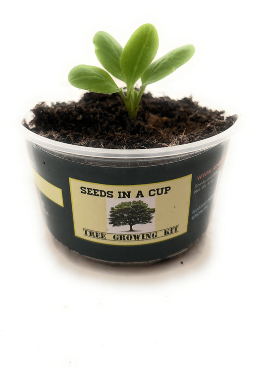 **How to Grow a Japanese Maple Tree from Seed: A Step-by-Step Guide - Seeds In A Cup®