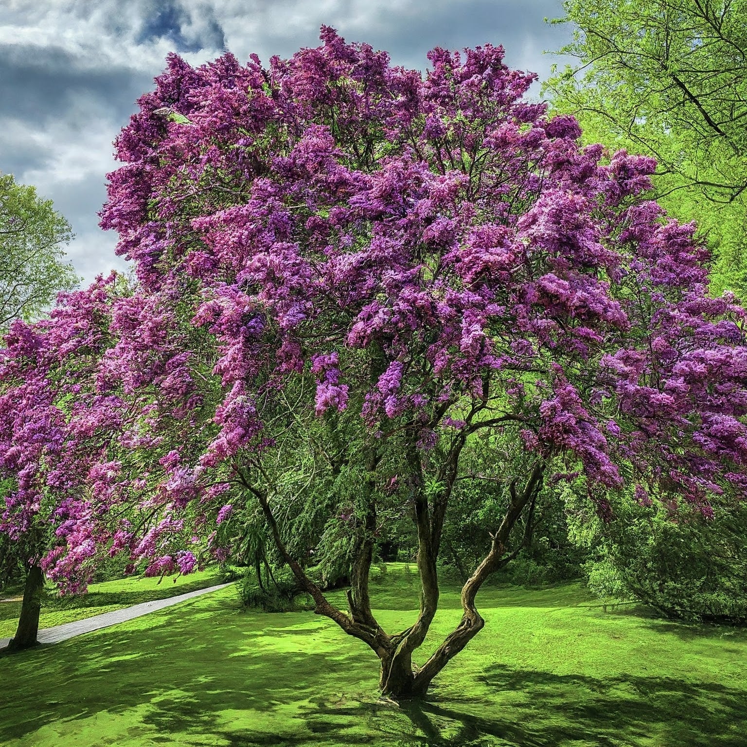How To Grow A Lilac Tree From Seed. - Seeds In A Cup