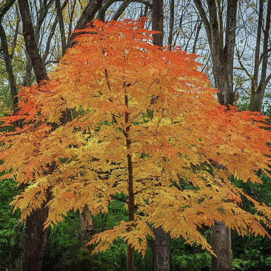 How To Grow An American Ash Tree From Seed. - Seeds In A Cup®