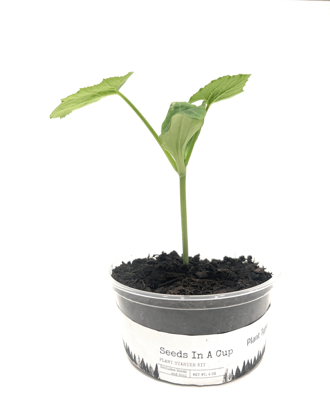 Top 5 indoor plant grow Kits - Seeds In A Cup®