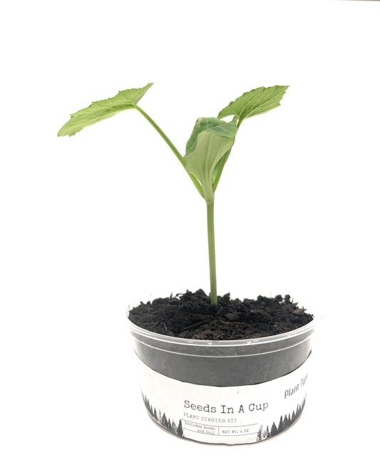 Top 5 indoor plant grow Kits - Seeds In A Cup®