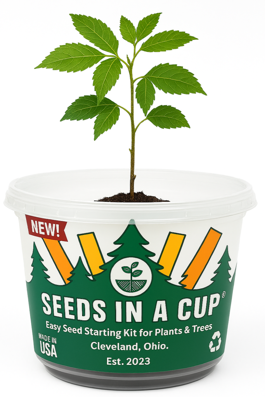 Seeds in a Cup packaging with a small tree