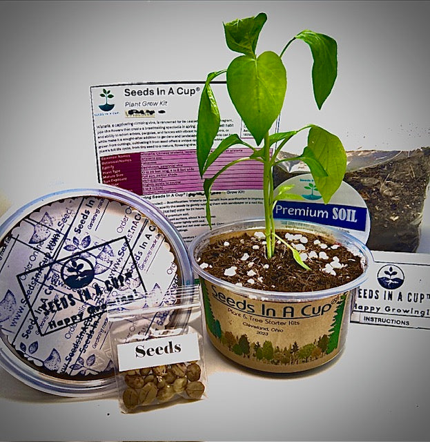Seeds in a Cup plant grow kit with a small potted plant, soil, and packaging on a gray background.