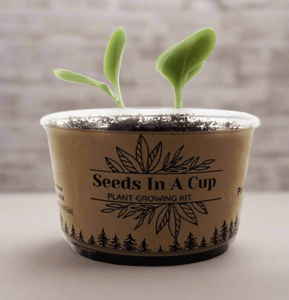Zucchini | Plant Seed Starter Grow Kit | Seeds In A Cup®