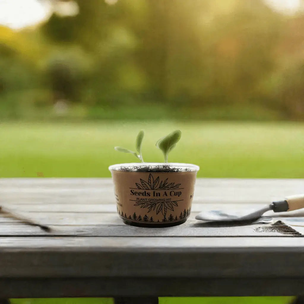 American Elm Tree | Seed Starter Grow Kit | Seeds In A Cup®