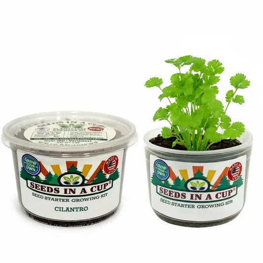 Cilantro / Coriander (Coriandrum sativum) seed starter kit contents: premium non-GMO seeds, nutrient-rich loose potting soil, and recyclable planter with humidity lid by Seeds In A Cup - Made in USA.