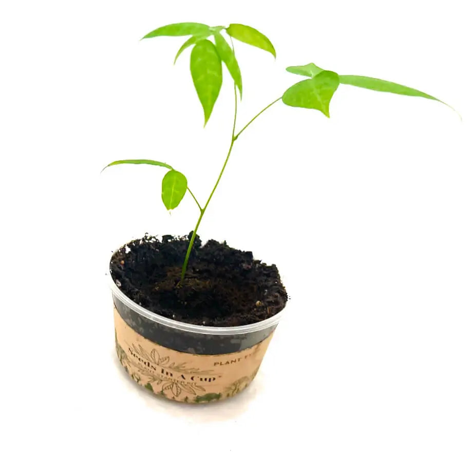 Zucchini | Plant Seed Starter Grow Kit | Seeds In A Cup®