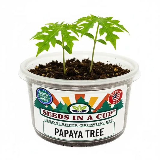 Papaya (Carica papaya) seed starter kit contents: premium non-GMO seeds, nutrient-rich loose potting soil, and recyclable planter with humidity lid by Seeds In A Cup - Made in USA.
