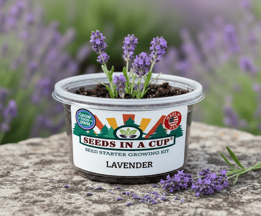 Seeds In A Cup Lavender (Lavandula angustifolia) Grow Kit - Complete seed starter with recyclable planter, non-GMO seeds, and real potting soil. Hand-assembled in Cleveland, Ohio, USA.