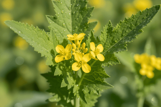 Mustard Greens (Brassica juncea) seed starter kit contents: premium non-GMO seeds, nutrient-rich loose potting soil, and recyclable planter with humidity lid by Seeds In A Cup - Made in USA.