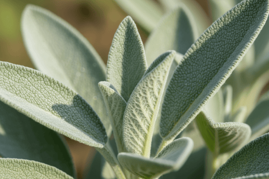 Sage (Salvia officinalis) seed starter kit contents: premium non-GMO seeds, nutrient-rich loose potting soil, and recyclable planter with humidity lid by Seeds In A Cup - Made in USA.