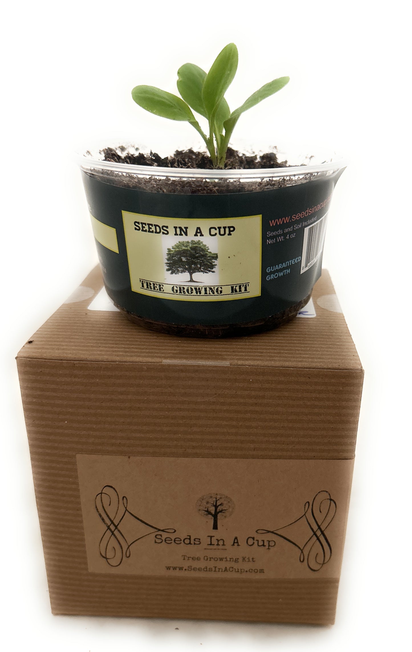 Macadamia Nut Tree | Seed Starter Grow Kit | Seeds In A Cup® - Seeds In A Cup®