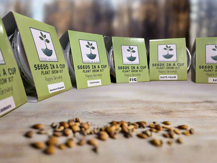 Macadamia Nut Tree | Seed Starter Grow Kit | Seeds In A Cup® - Seeds In A Cup®