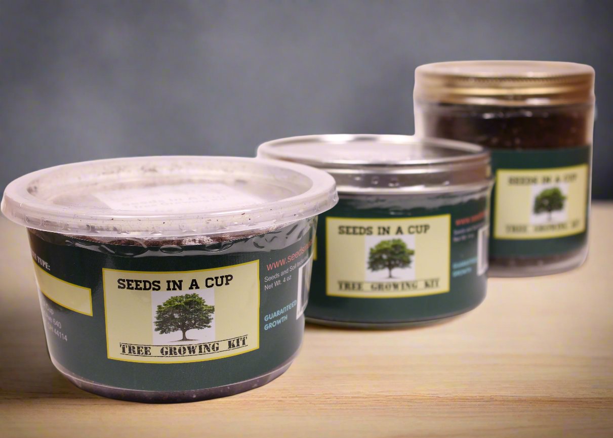 Olive Tree | Seed Starter Grow Kit | Seeds In A Cup® - Seeds In A Cup®