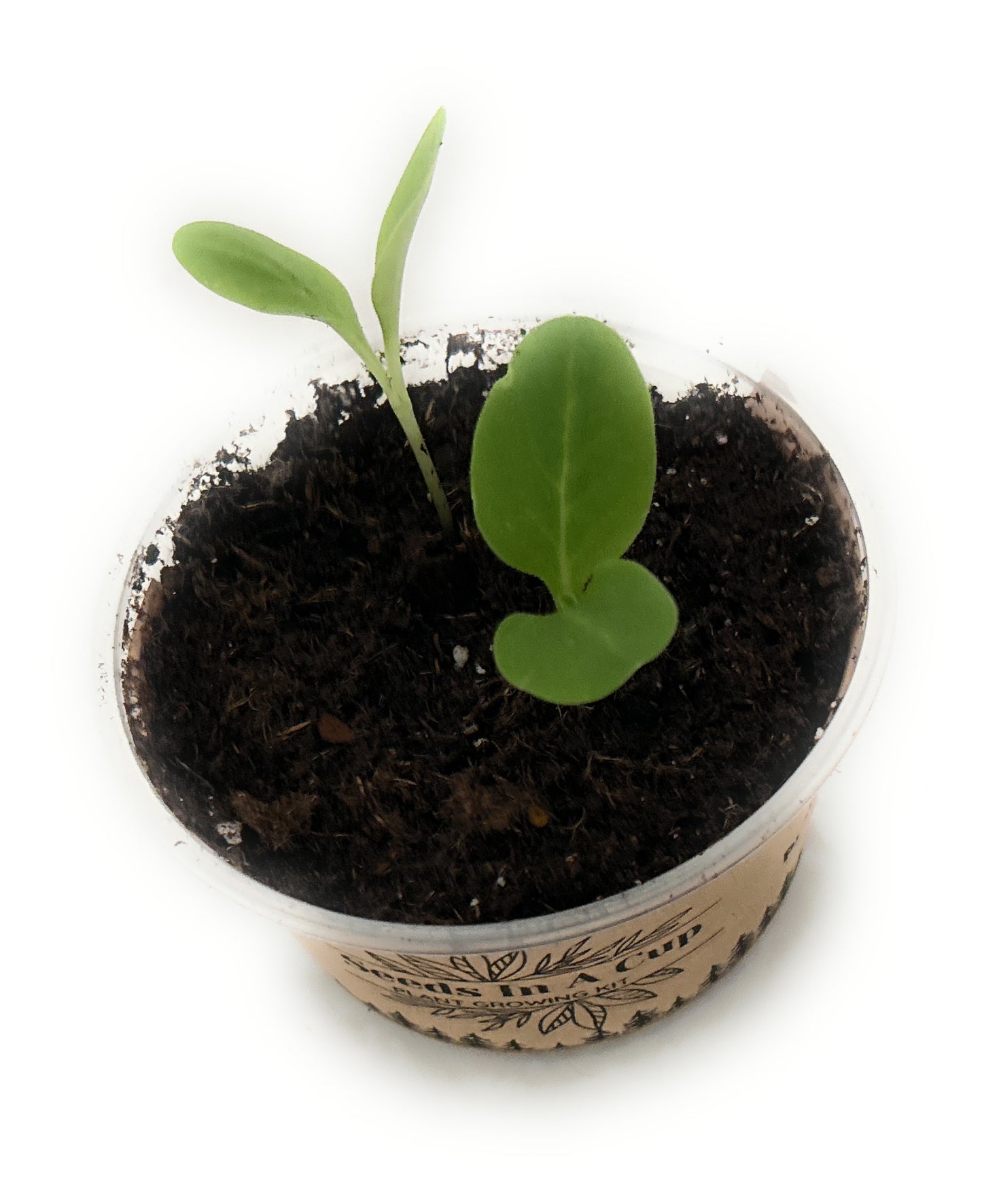 Herb Seed Starter Kit | Seeds In A Cup® | Grow Fresh Herbs Effortlessly At Home - Seeds In A Cup®