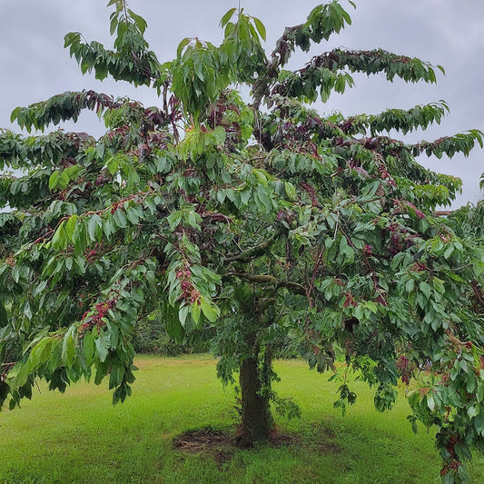 How To Grow A Black Cherry Tree From Seed.