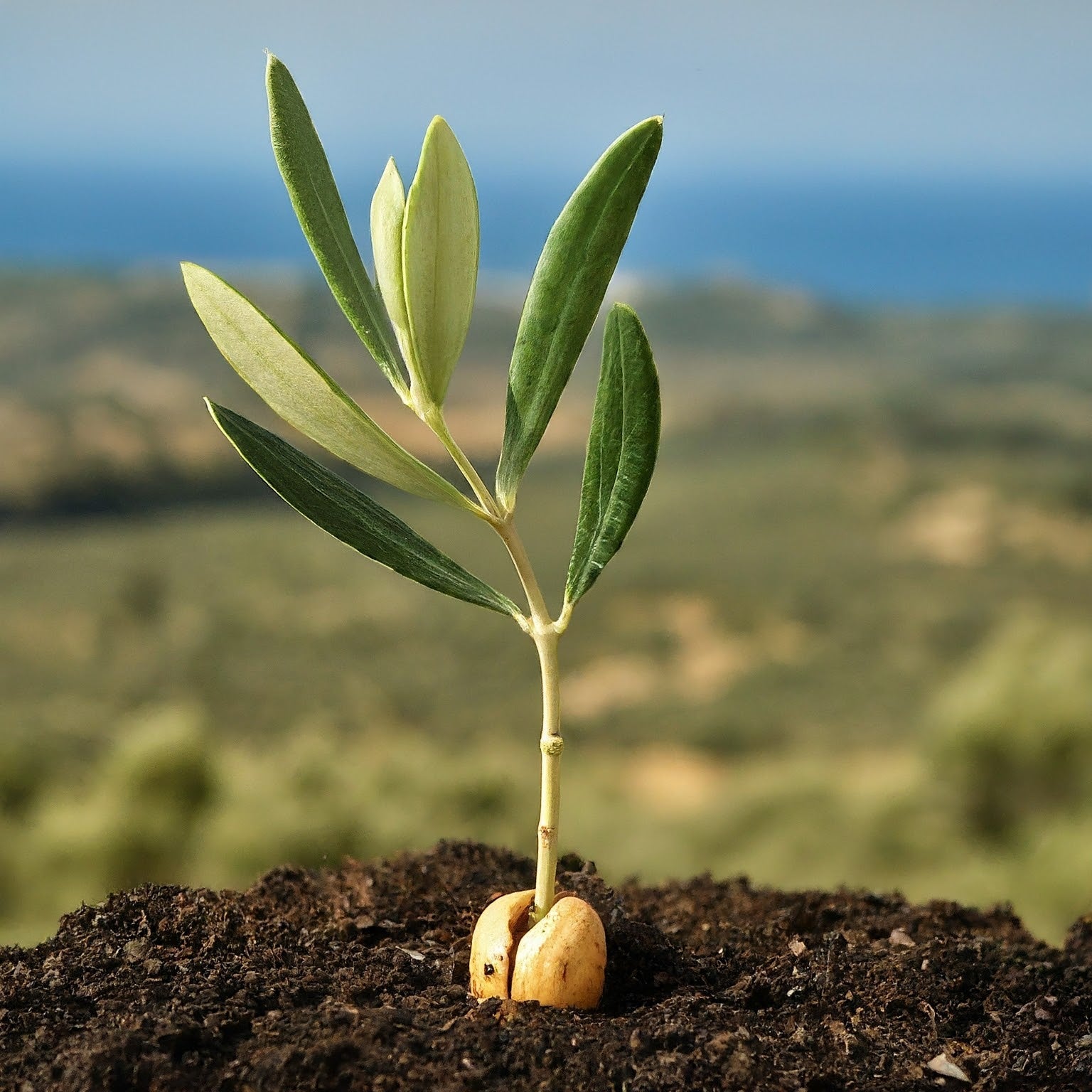 A Guide On How to Grow Olive Trees from Seed - Seeds In A Cup®