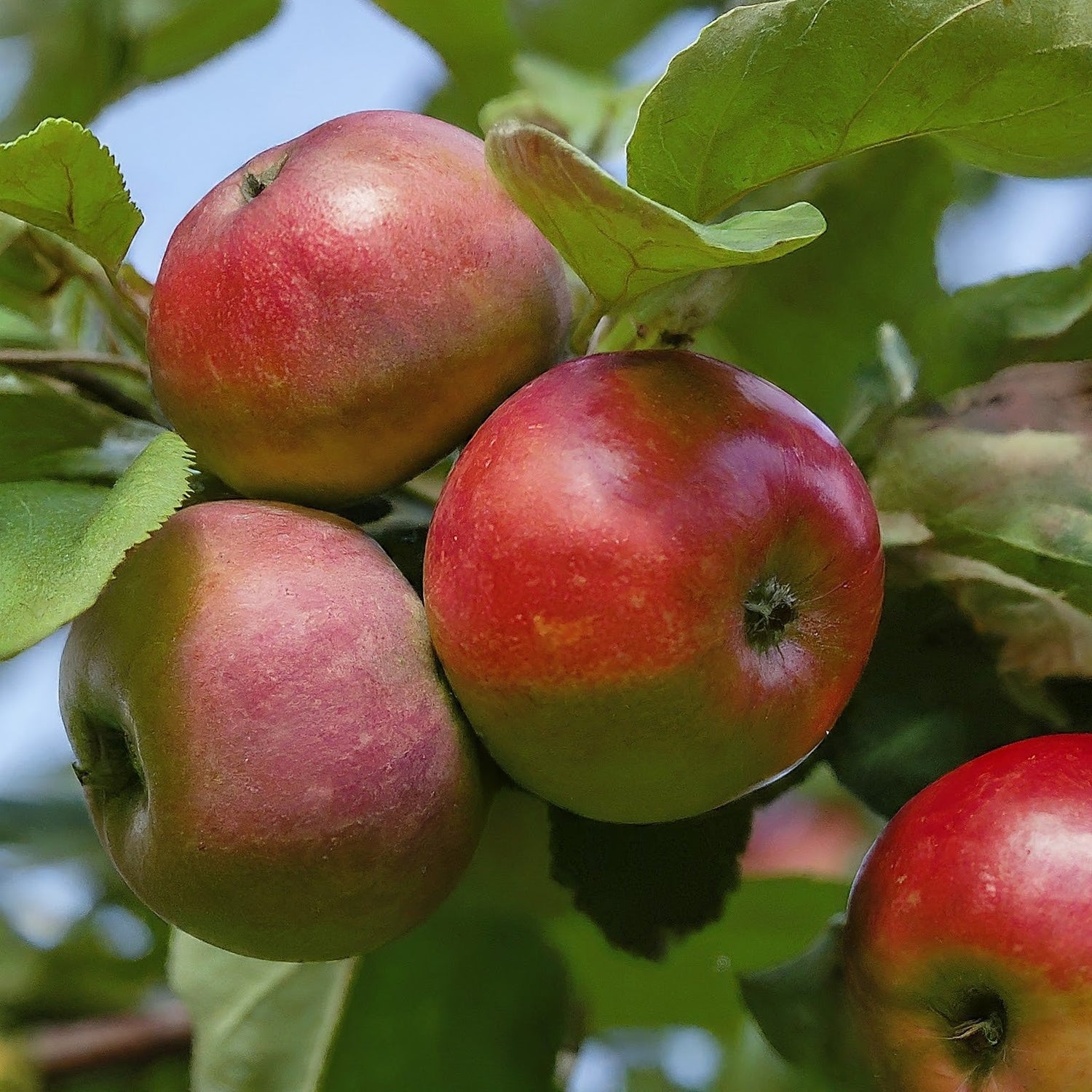 Growing A Red Apple Tree From Seeds. - Seeds In A Cup®