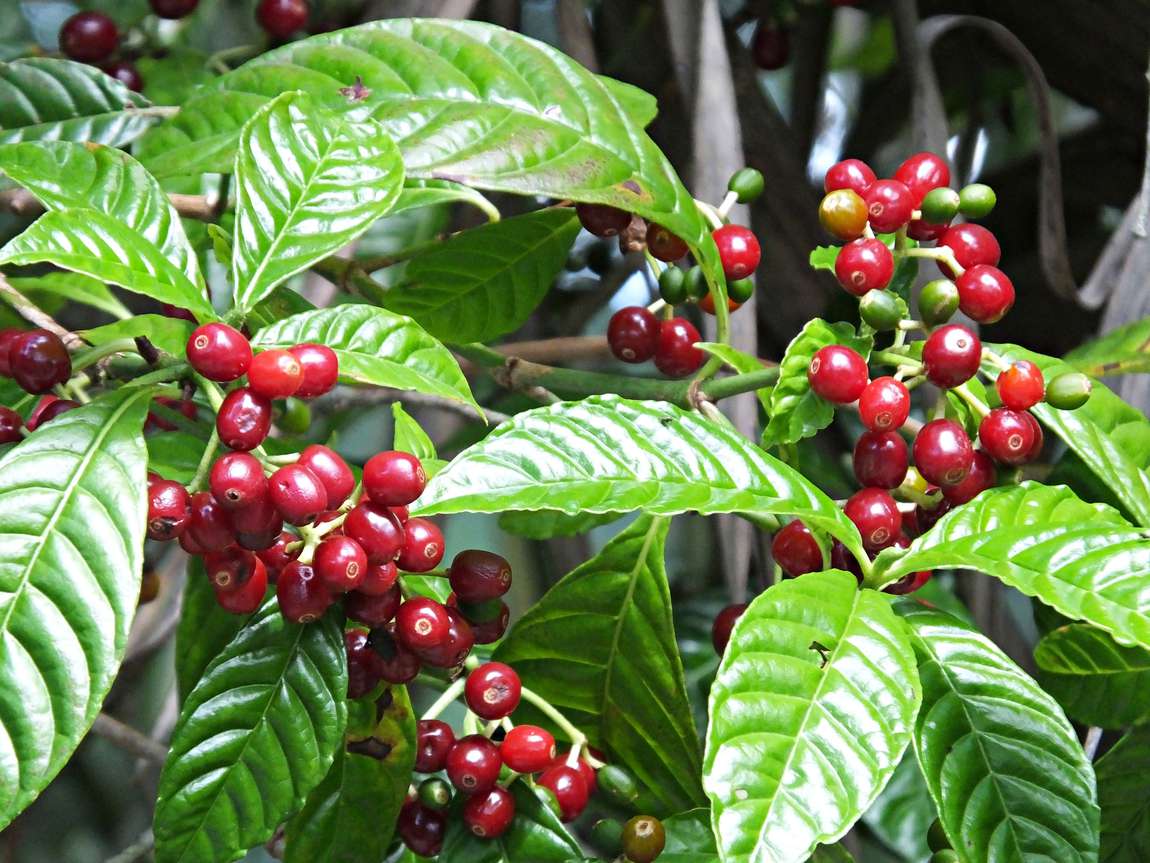 Growing Coffee Arabica Tree From Seeds. - Seeds In A Cup®