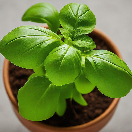 Growing Guides: How to Grow Herbs at Home. - Seeds In A Cup®