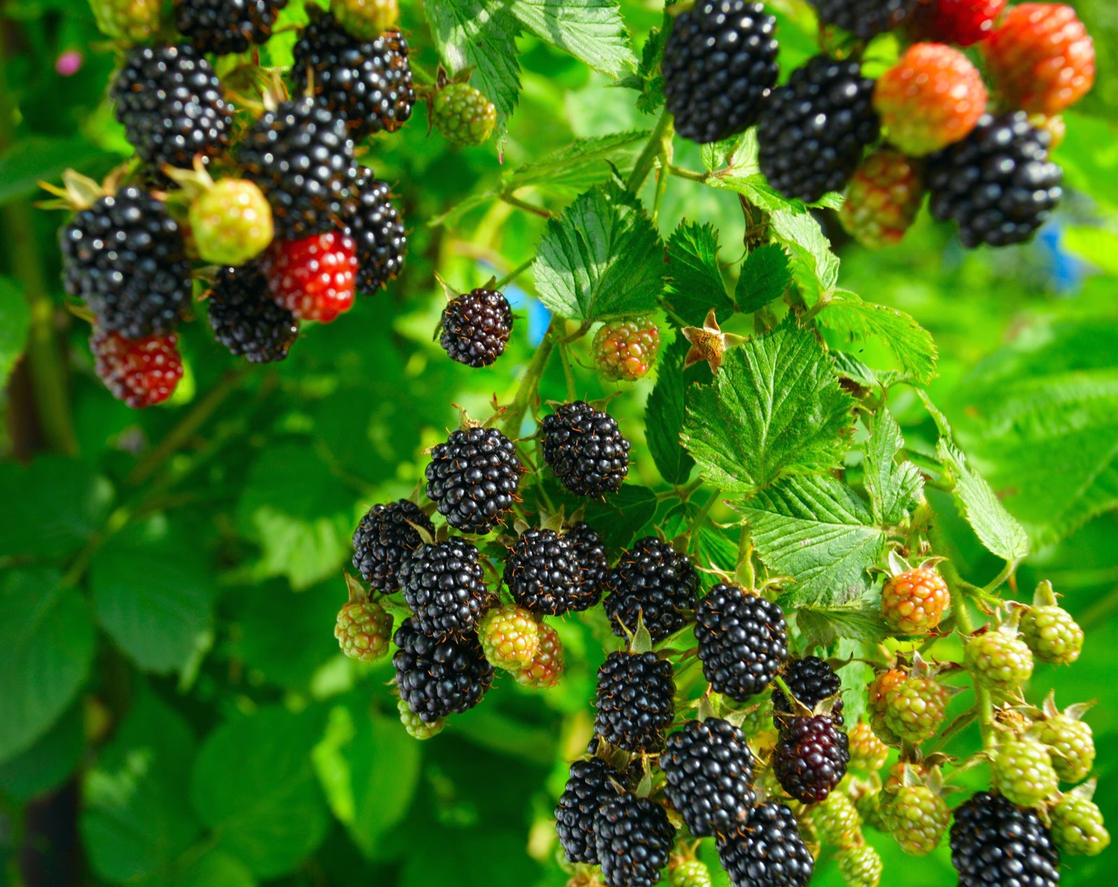 How To Grow A Blackberry Plant From Seed. - Seeds In A Cup