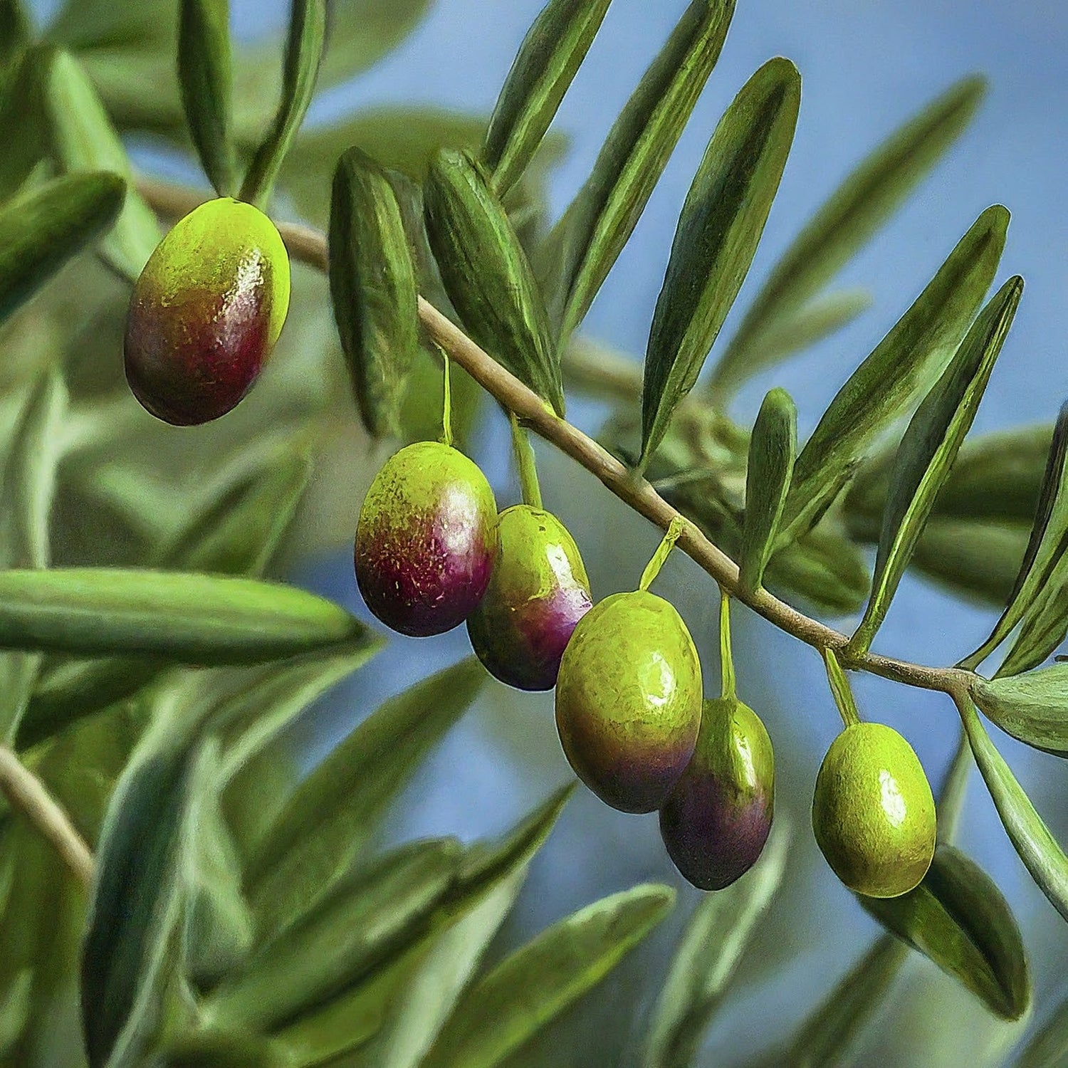 How to grow a common olive tree from seed. - Seeds In A Cup®
