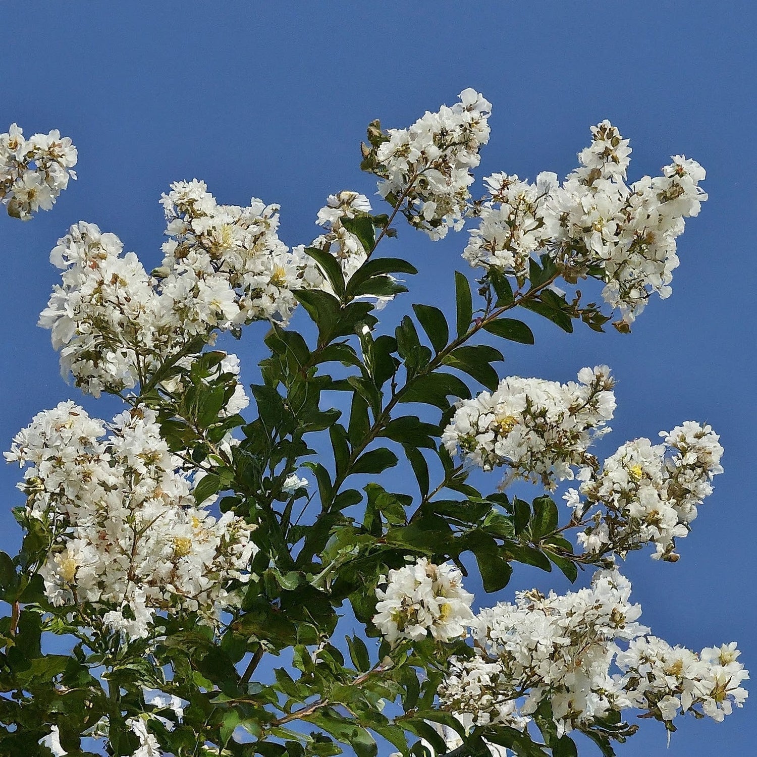How To Grow A Crape Myrtle Tree From Seed. - Seeds In A Cup®