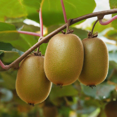 How To Grow A Golden Kiwi Tree From Seed. - Seeds In A Cup®