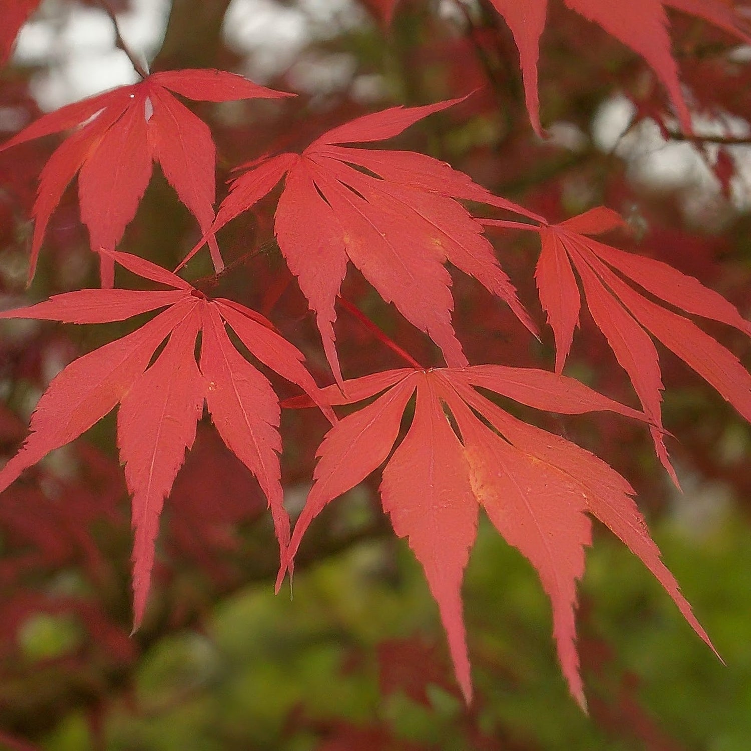How to Grow a Japanese Maple Tree From Seed. - Seeds In A Cup®