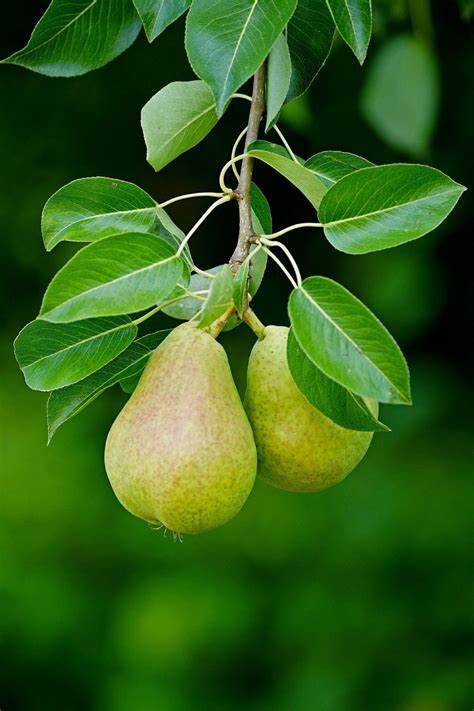 How To Grow A Pear Tree From Seeds. - Seeds In A Cup®