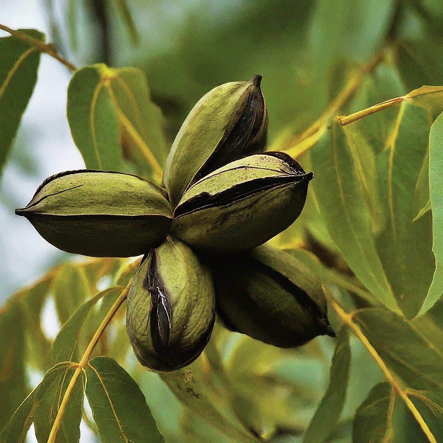 How To Grow a Pecan Tree From seed. - Seeds In A Cup®