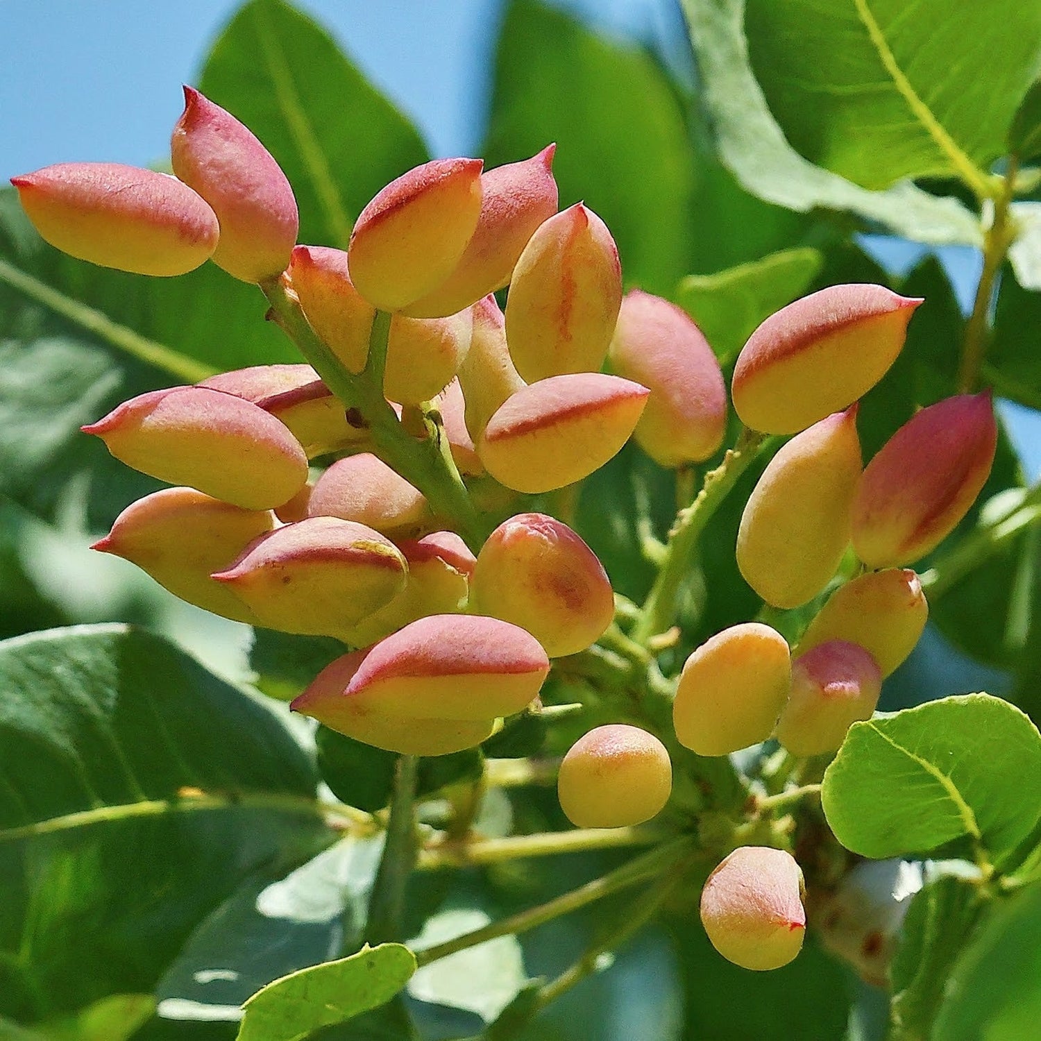 How to Grow a Pistachio Tree from Seed. - Seeds In A Cup®