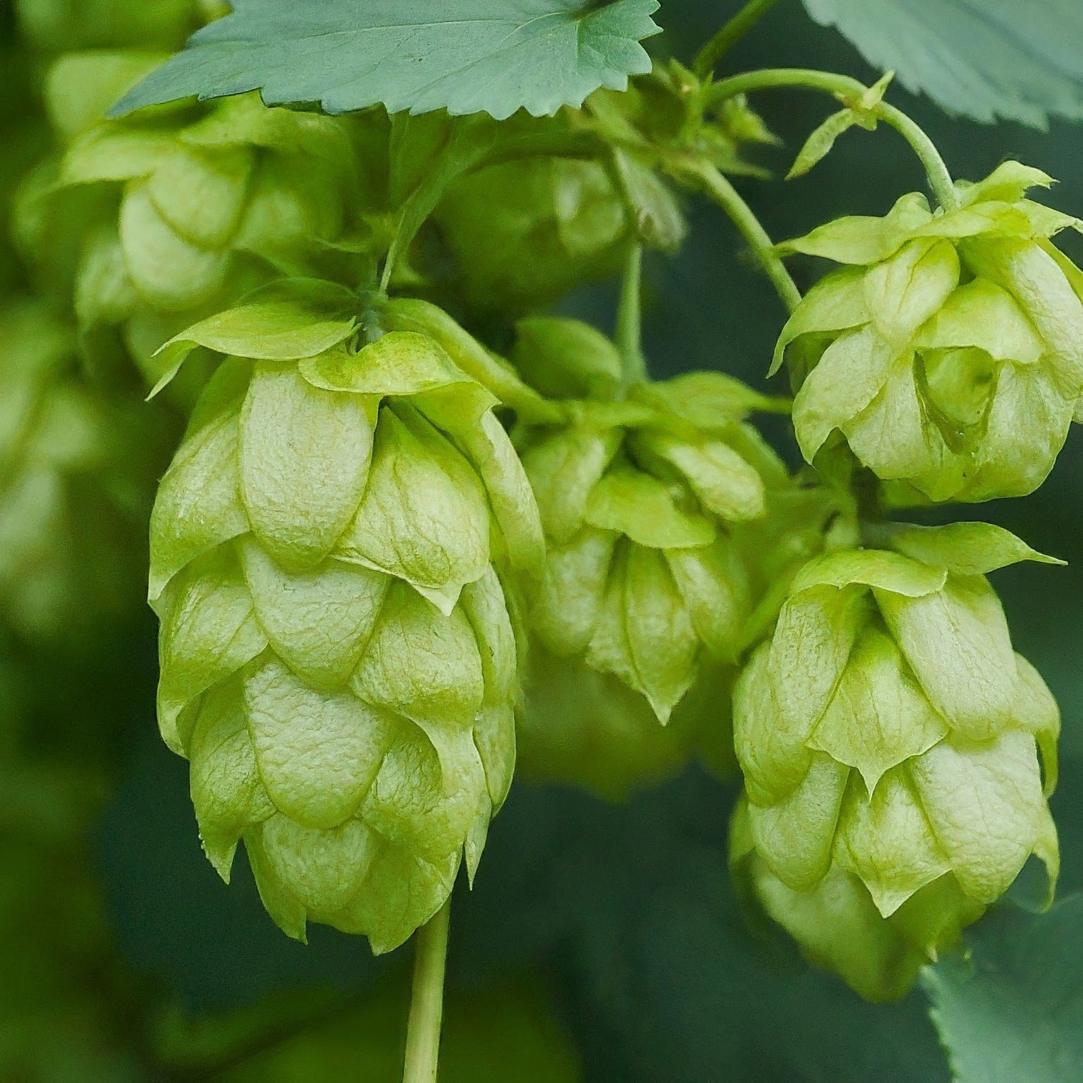 How To Grow And Care For Common Hops Vine. - Seeds In A Cup®