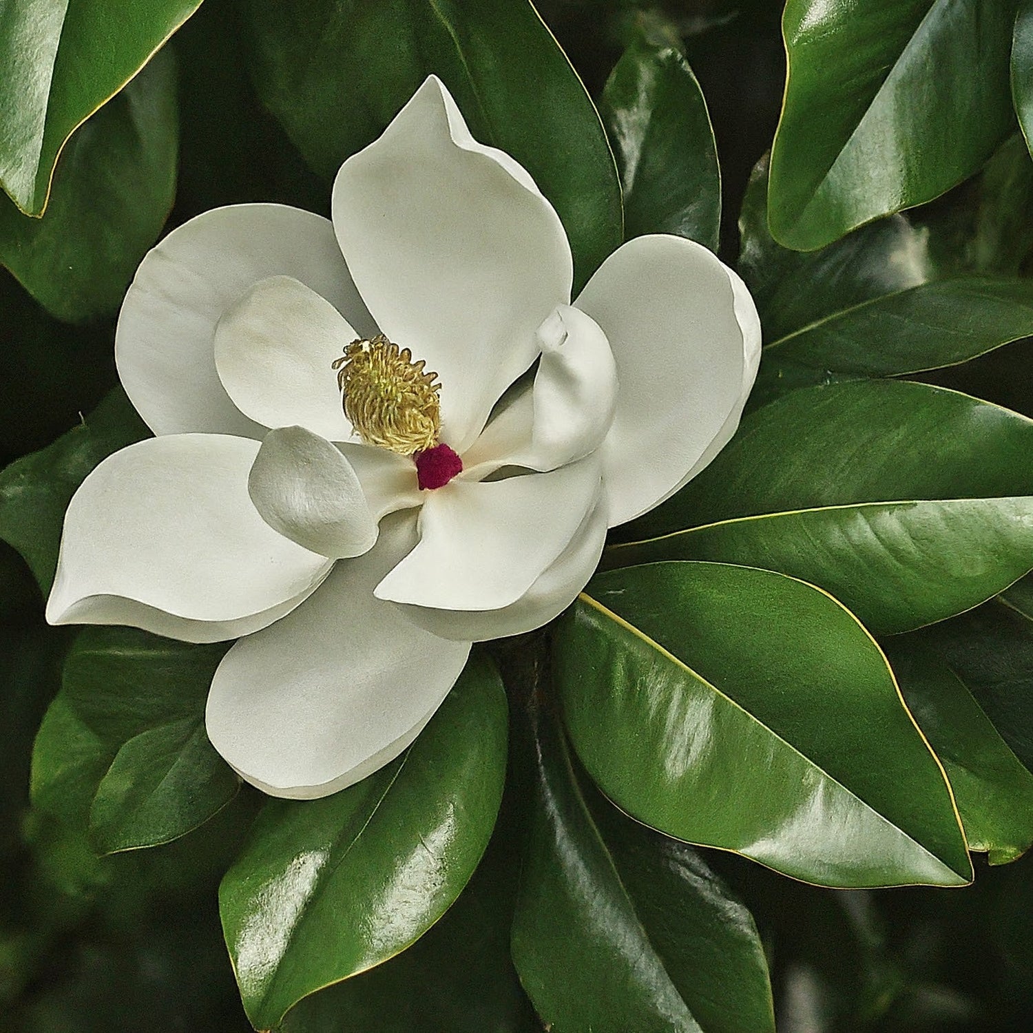 How To Grow Southern Magnolia Tree From Seed. - Seeds In A Cup®