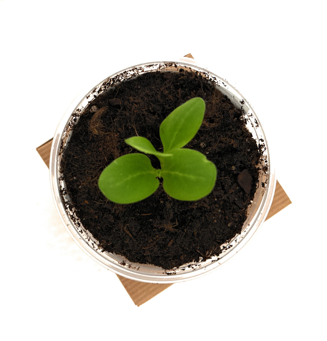 Improving Soil Quality for a Thriving Garden