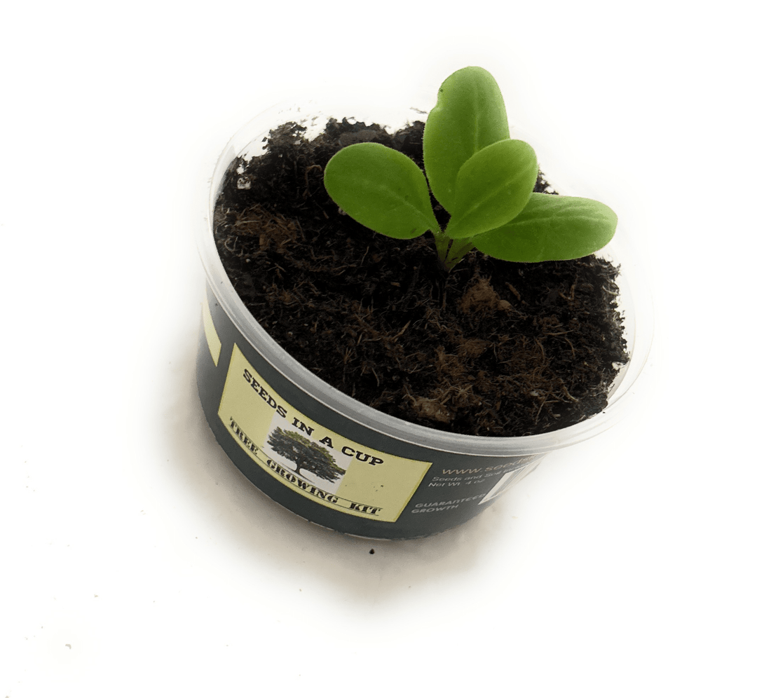 Planting Roots in Memory: Why Grow a Tree from Seed as a Living Memorial - Seeds In A Cup®