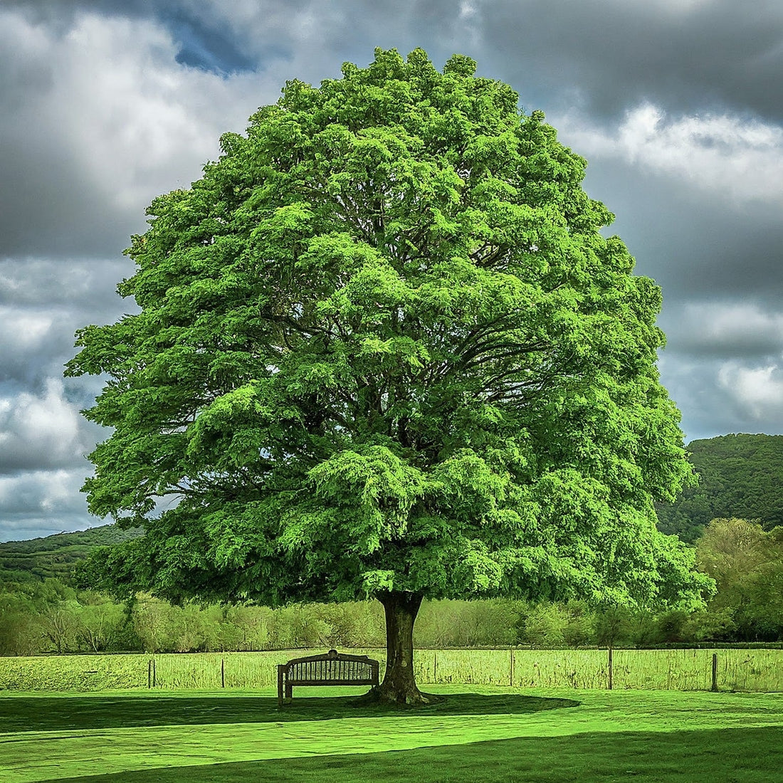 Seeds in a Cup: Perfect Gift For Any Occasion! - Seeds In A Cup®