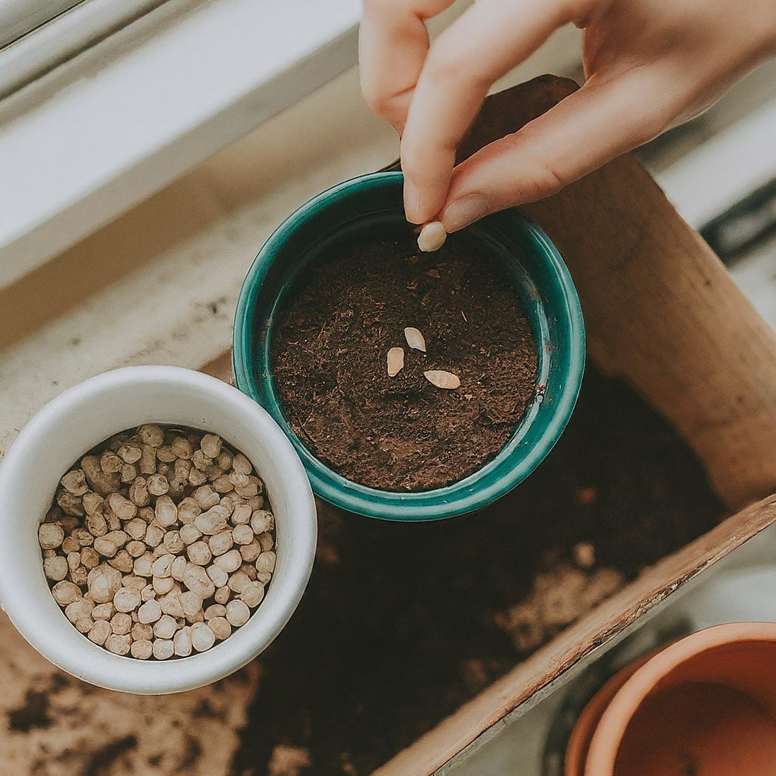 Seeds in a Cup: Your Garden's Perfect Starting Point - Seeds In A Cup®