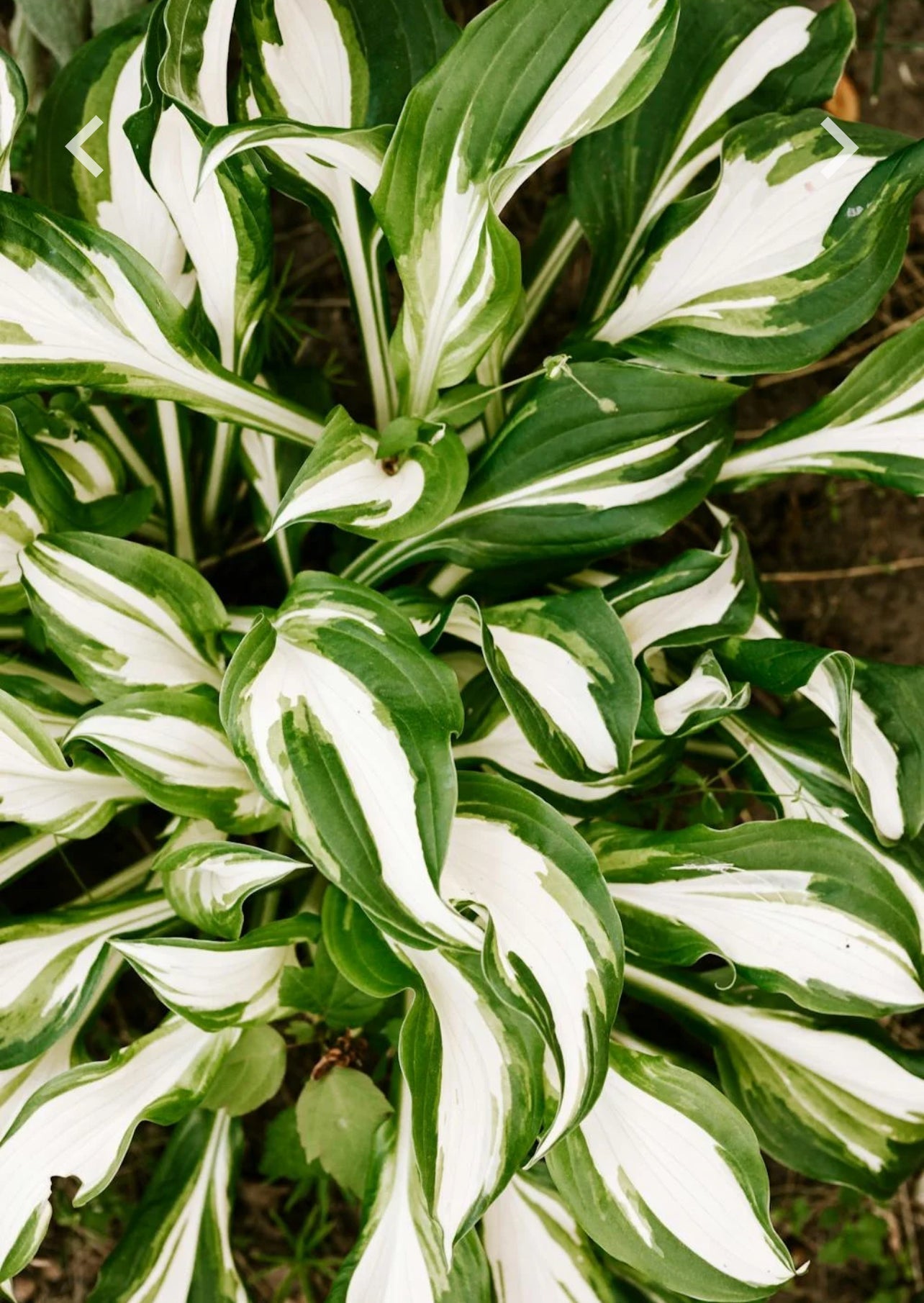 The Best Plants for a Shady Area Garden. - Seeds In A Cup®