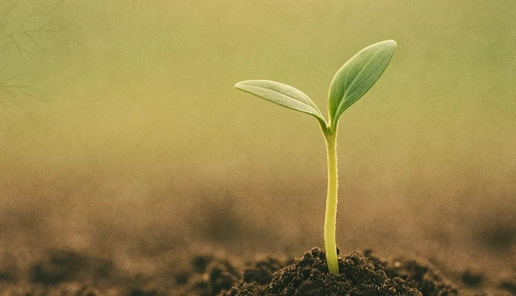 Why Expensive Potting Soil Fails (And What Works Instead)