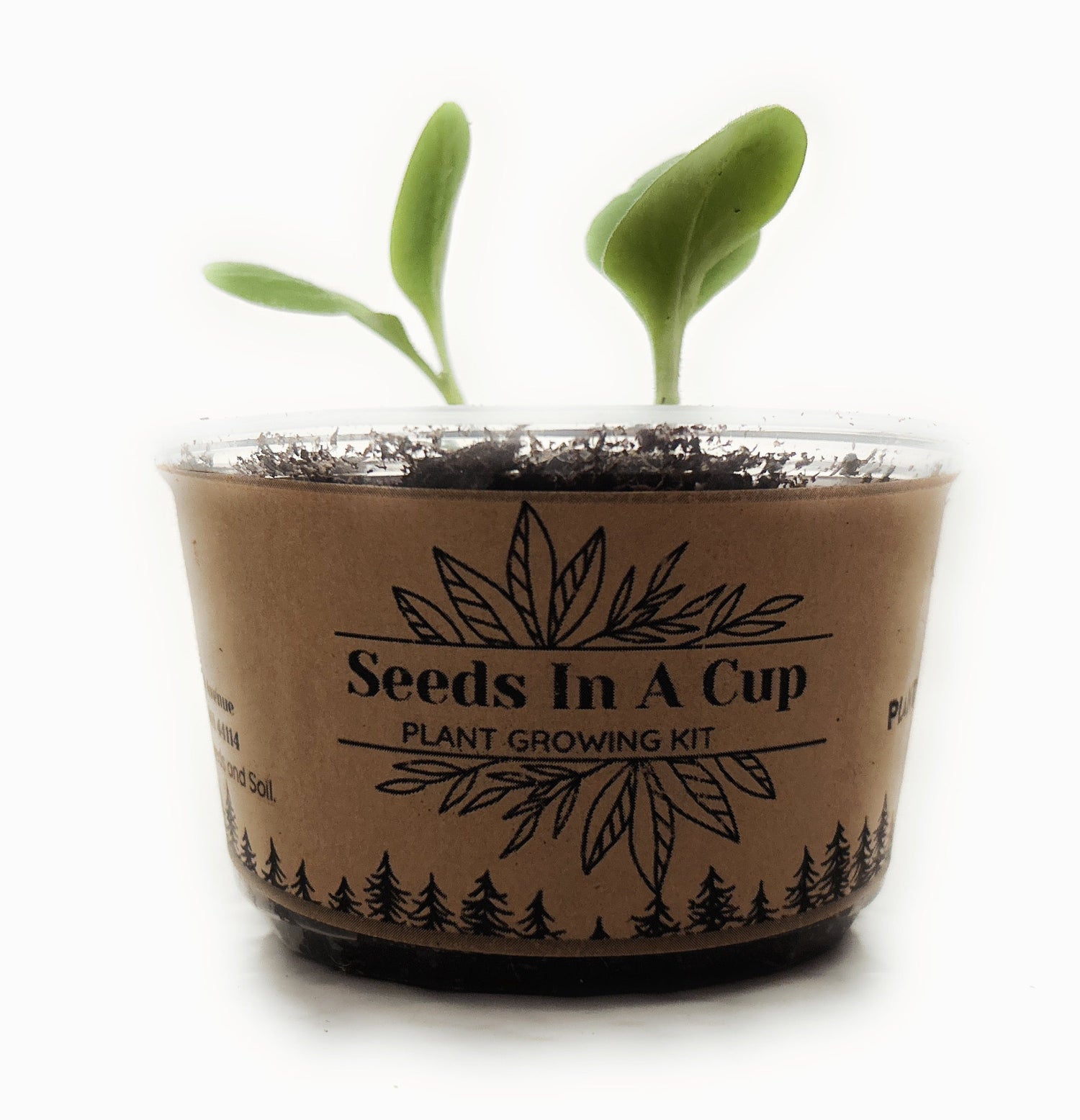 Seeds In A Cup | Vegetable and Herb Grow Kits