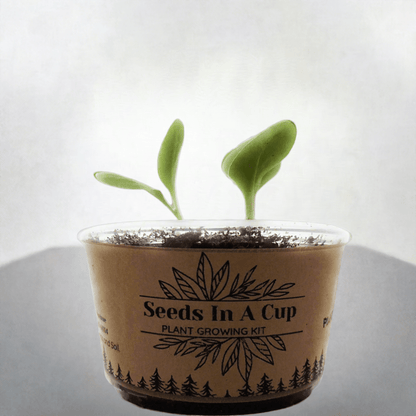 American Ash Tree Grow Kit Seeds In A Cup® Tree Seed Grow Kit grow kit gift idea kids gift fun - Plant Growing Kit Tree Seed