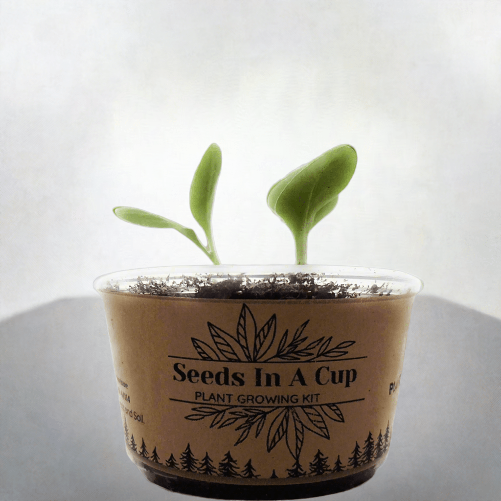 American Ash Tree Grow Kit Seeds In A Cup® Tree Seed Grow Kit grow kit gift idea kids gift fun - Plant Growing Kit Tree Seed