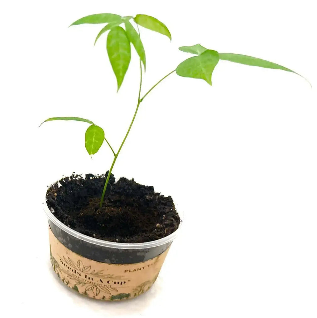 American Elm Affordable seed grow kit made in USA – perfect gift for kids, families, and classrooms