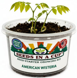 Successful Wisteria (Wisteria) germination in a Seeds In A Cup kit. Proves the effectiveness of real soil and USA-made seeds for indoor growth.