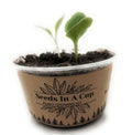 Beans  Plant Seed Starter Grow Kit Seeds In A Cup Germination grow kit perfect gift for kids, families, and classrooms
