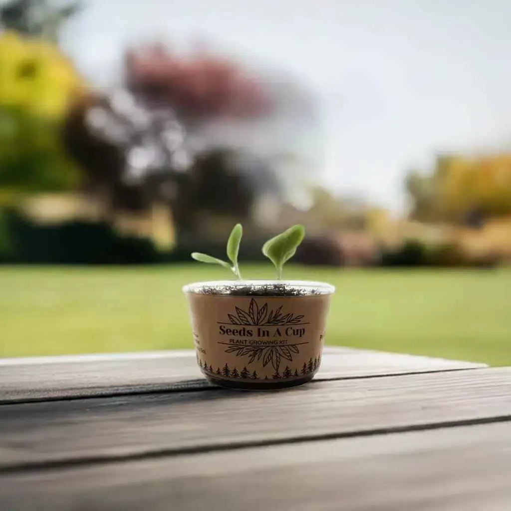 Beans Plant Seed Starter Grow Kit Seeds In A Cup Germination grow kit perfect gift for kids, families, and classrooms