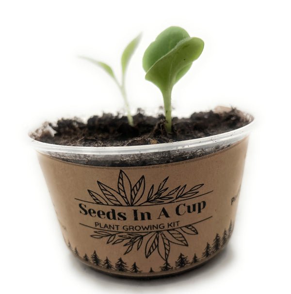 Broccoli Plant Seed Starter Grow Kit Seeds In A Cup Germination grow kit perfect gift for kids, families, and classrooms