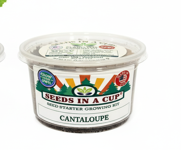 Close-up of Seeds In A Cup Cantaloupe (Cucumis melo var. cantalupensis) components: Real nutrient-dense soil provides better aeration and protects root hairs better than compressed peat pellets.